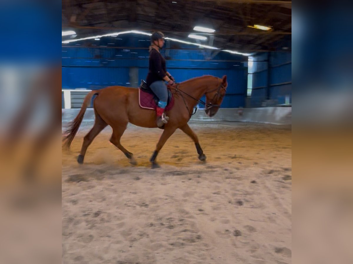 Trotteur français Hongre 8 Ans 175 cm Alezan in Steenwerck