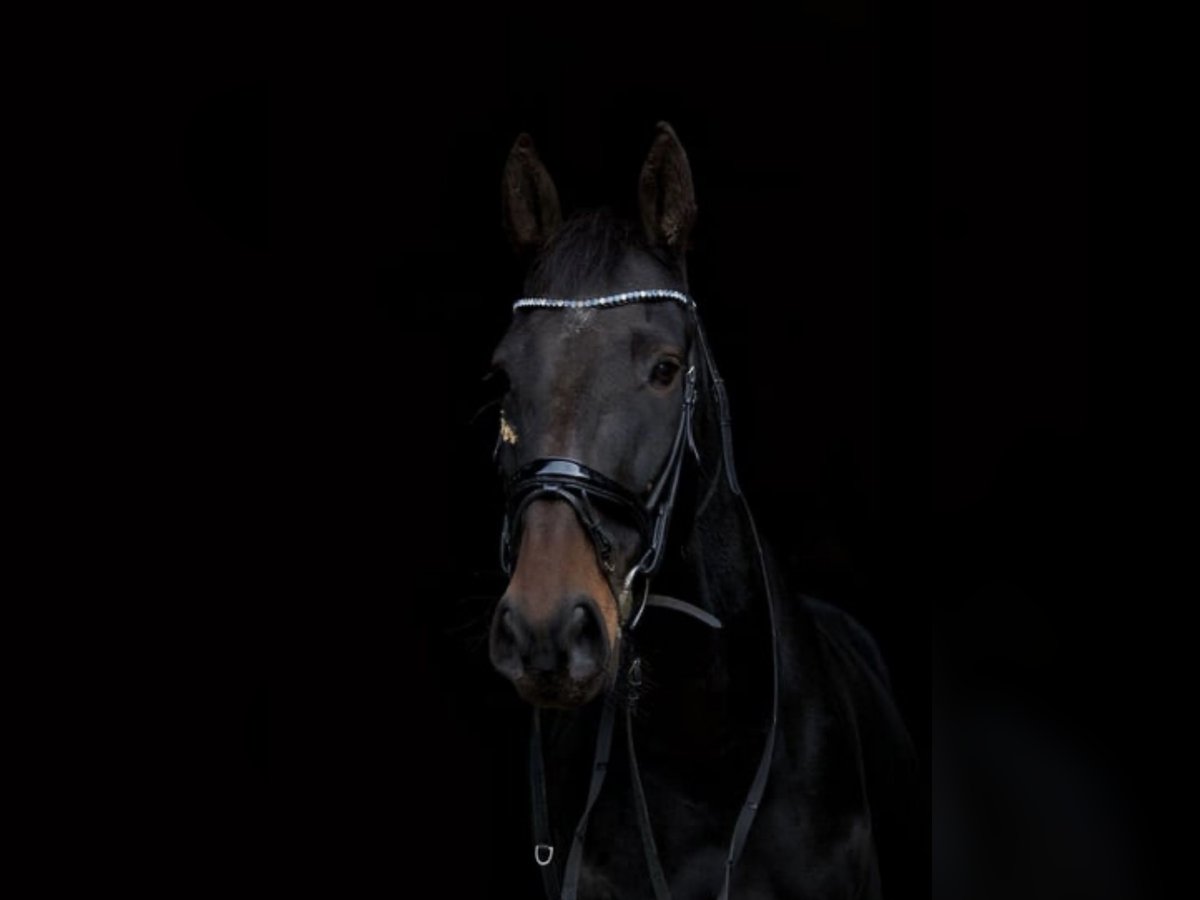 Trotteur français Hongre 9 Ans 169 cm Bai brun in Heiligenhaus