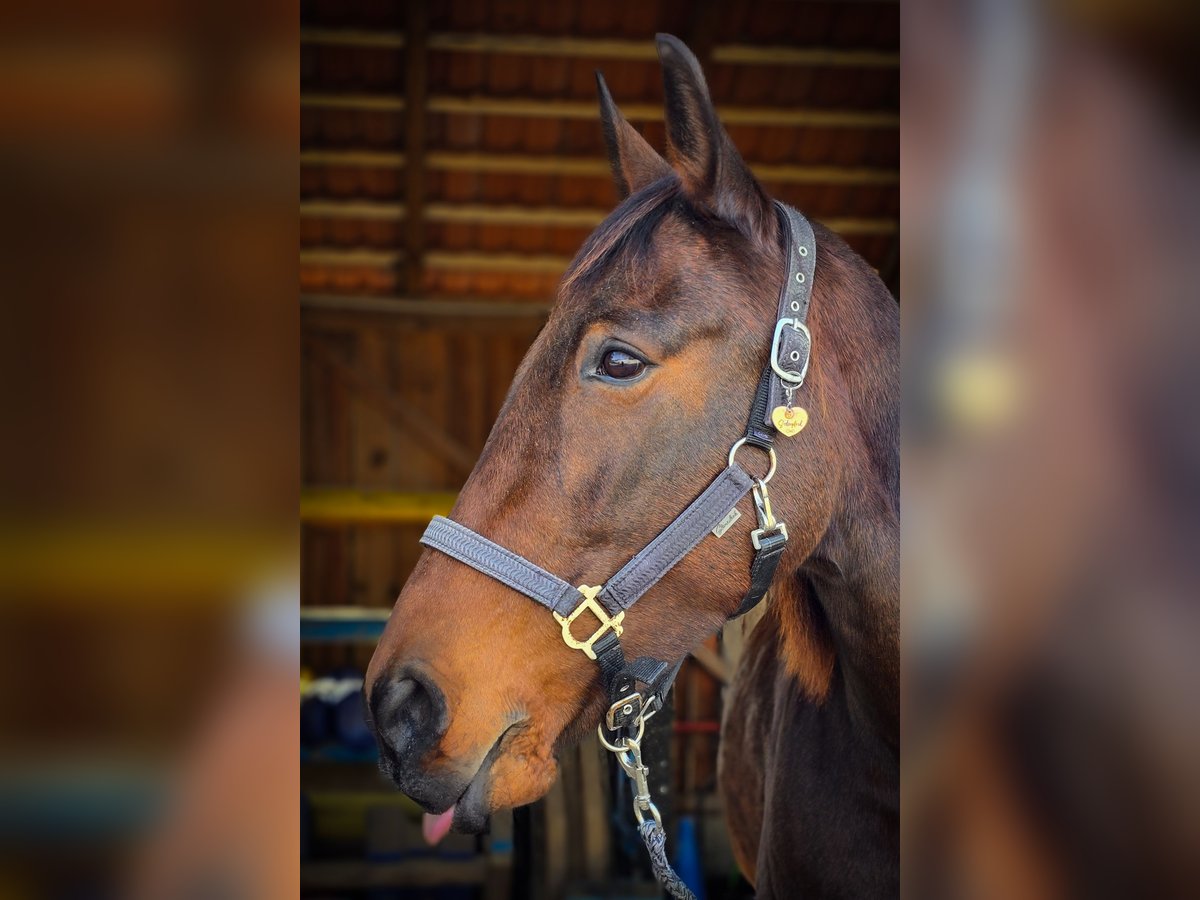 Trotteur français Jument 10 Ans 163 cm Bai cerise in Hadersw&#xF6;rth/Lanzenkirchen