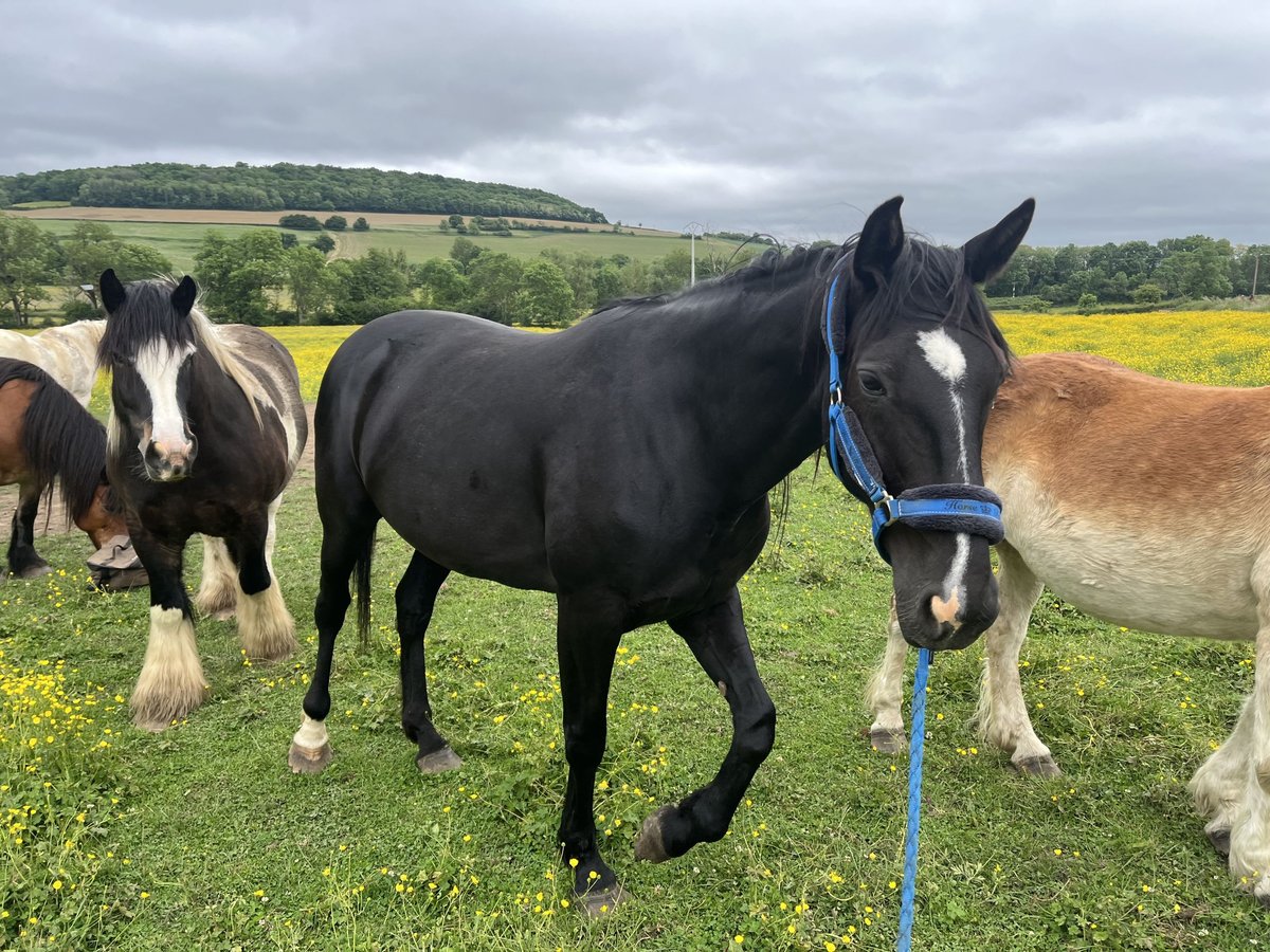 Trotteur français Jument 10 Ans 170 cm Noir in Vic des Pr&#xE9;s