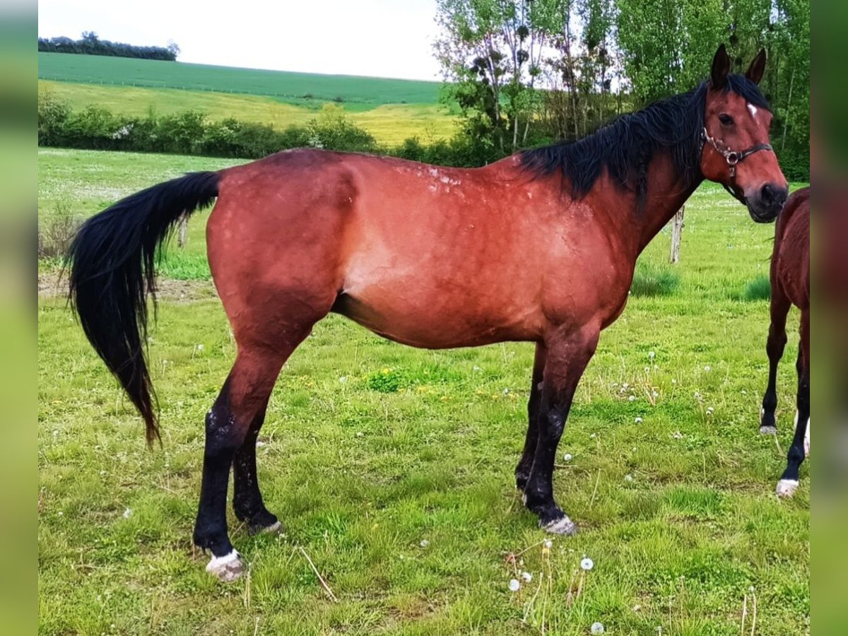 Trotteur français Jument 14 Ans 168 cm Bai in LUNEVILLE