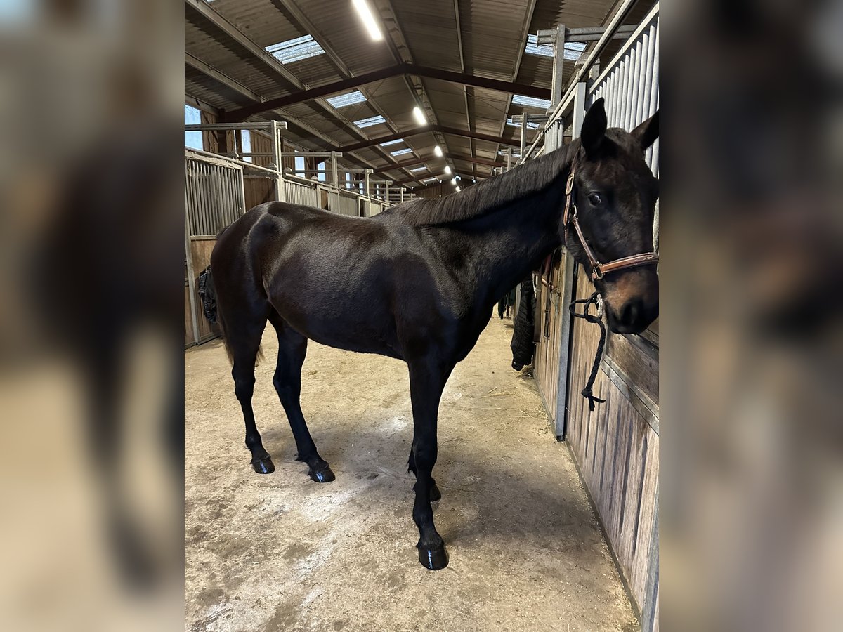 Trotteur français Jument 2 Ans 165 cm Bai brun in Macqueville