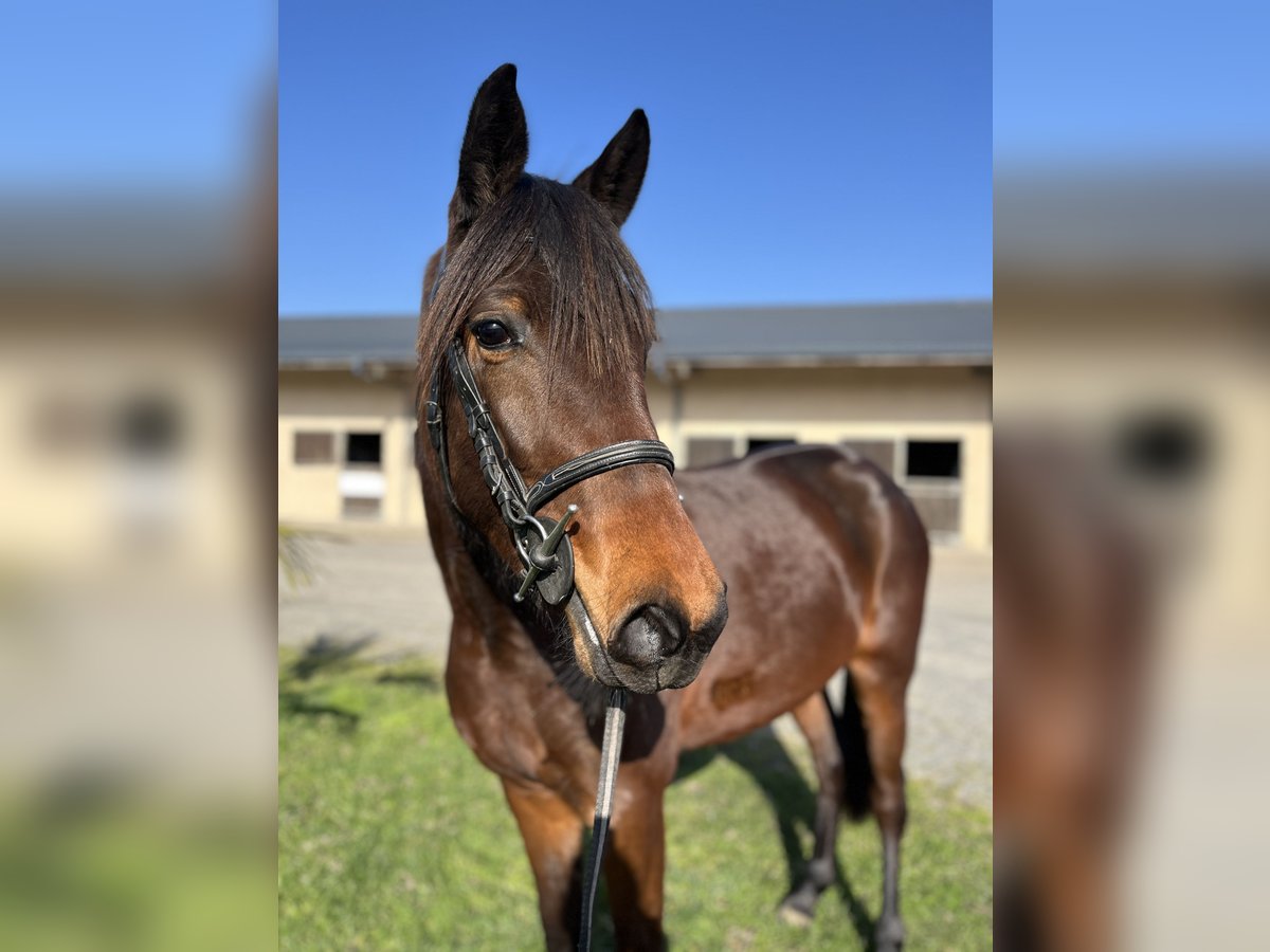 Trotteur français Jument 3 Ans Bai in Durtal