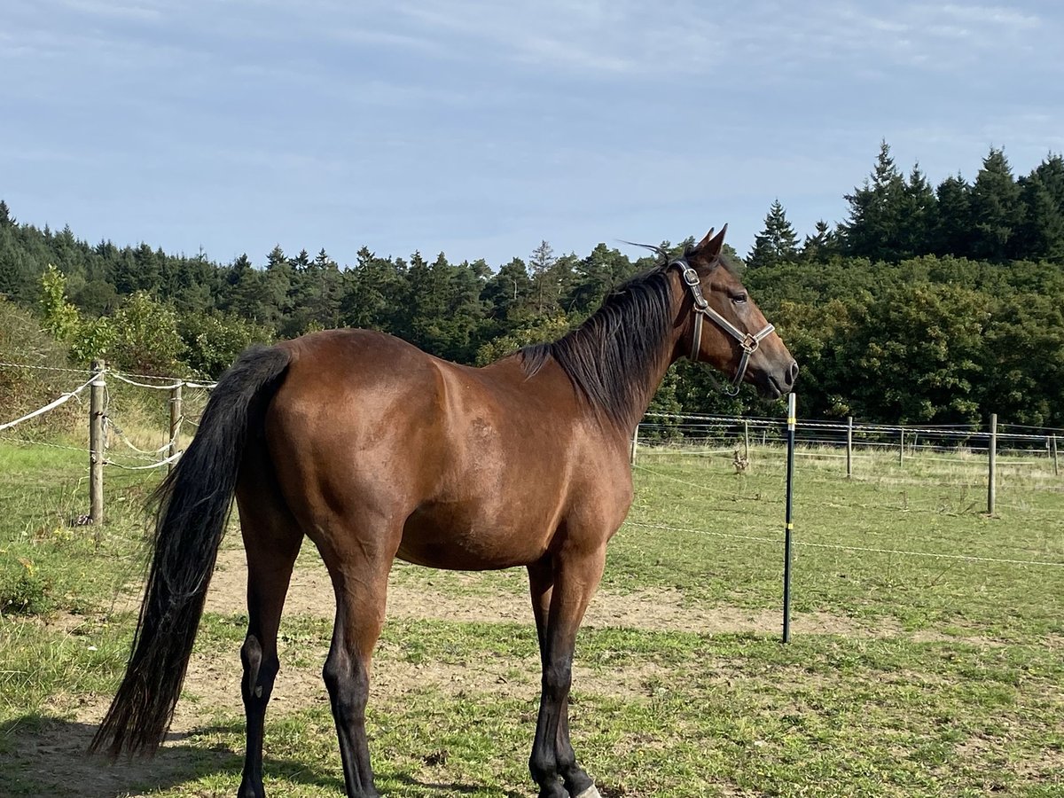 Trotteur français Jument 4 Ans 153 cm Bai in Mayen