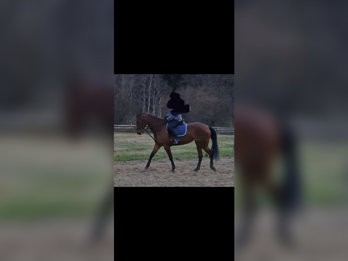 Trotteur français Jument 6 Ans 165 cm Bai in Graz