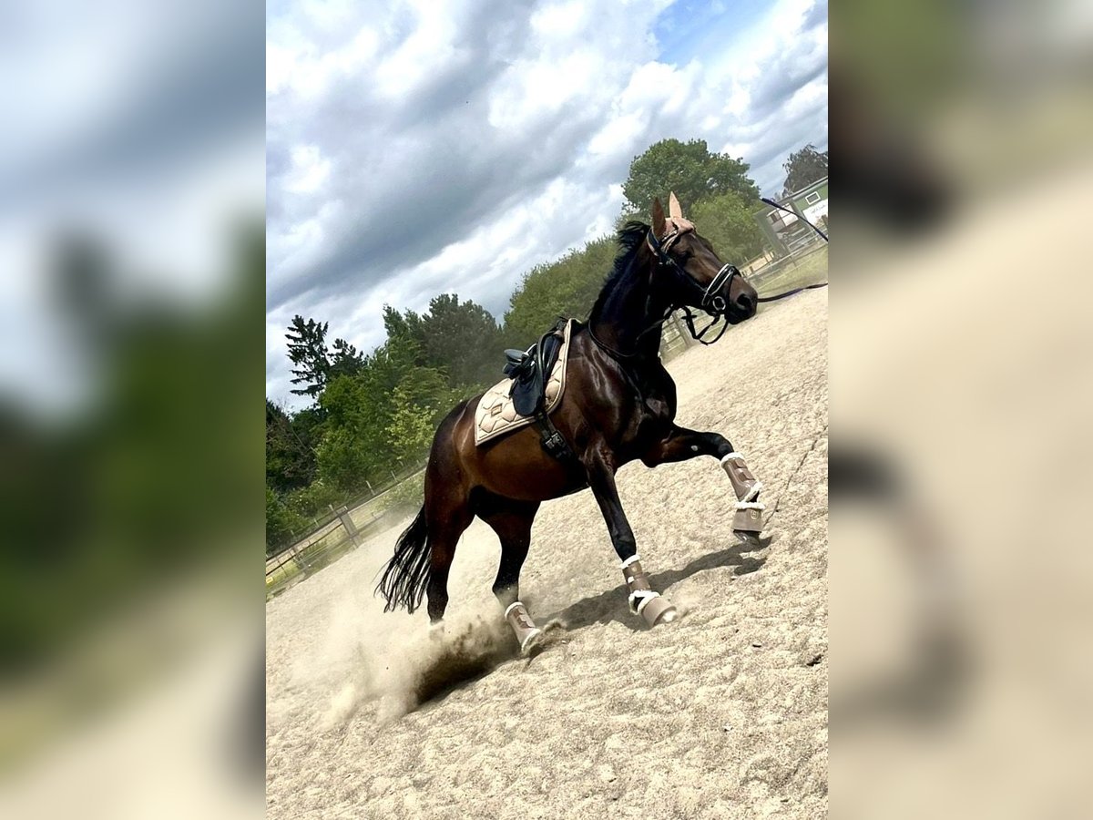 Trotteur français Jument 7 Ans 170 cm Bai brun in Dortmund