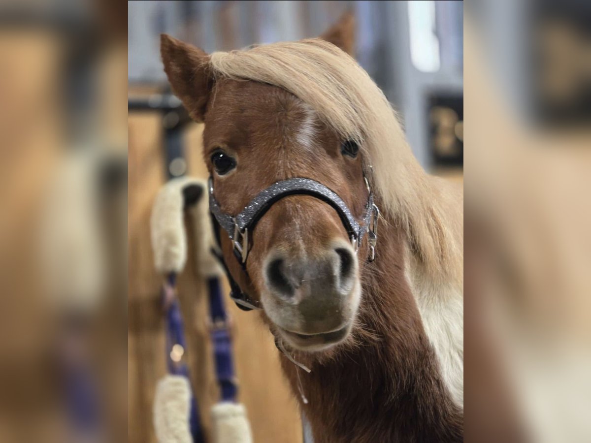 Tschechisches Sportpony Hengst 5 Jahre 85 cm Schecke in Staasdorf