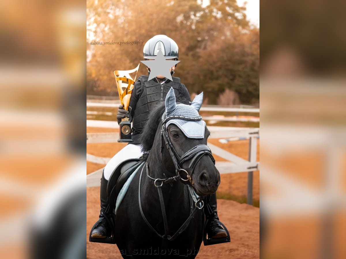 Tschechisches Sportpony Stute 11 Jahre 124 cm Rappe in Prague