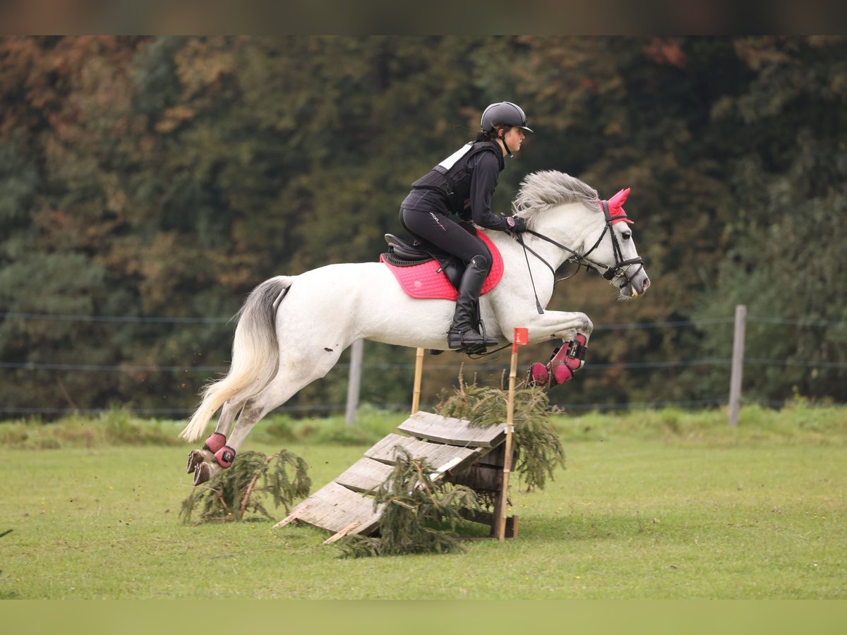 Tschechisches Sportpony Stute 8 Jahre 145 cm White in Prague - west