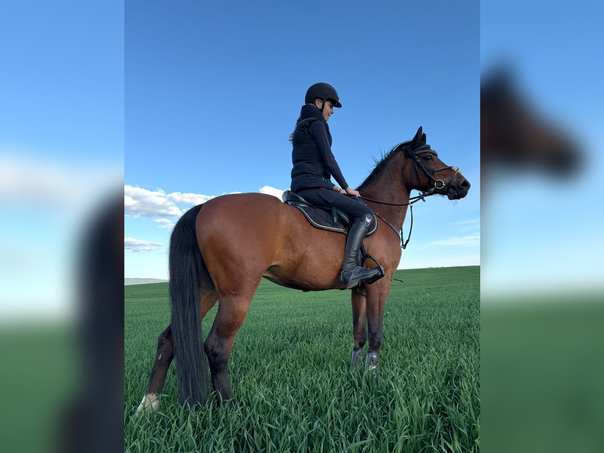 Tschechisches Sportpony Wallach 12 Jahre 148 cm Brauner in Zajezd