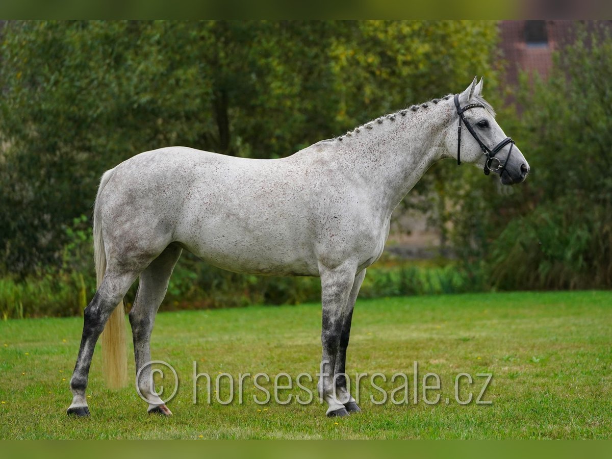 Tschechisches Warmblut Stute 10 Jahre 163 cm Schimmel in Ceske Budejovice
