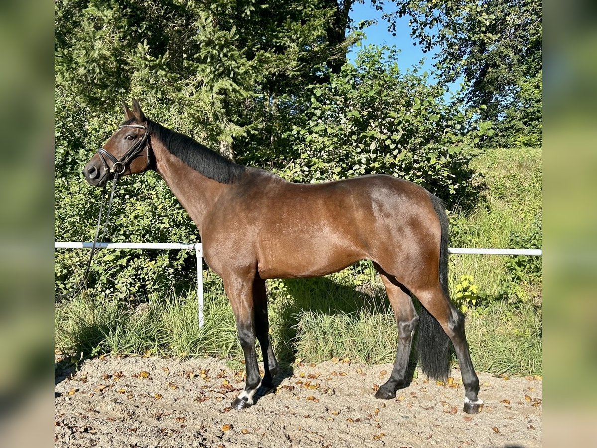 Tschechisches Warmblut Stute 11 Jahre 168 cm Brauner in Pelmberg