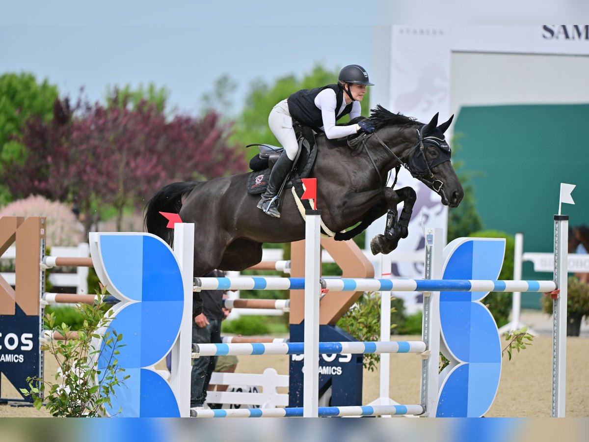 Tschechisches Warmblut Stute 11 Jahre 175 cm Rappe in St.Margarethen bei Knittelfeld