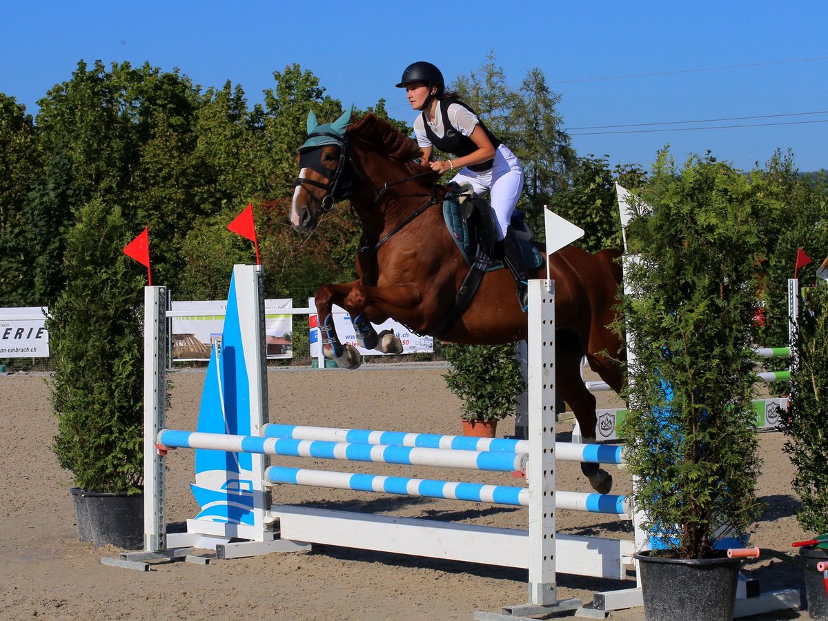 Tschechisches Warmblut Stute 12 Jahre 168 cm Fuchs in Humlikon