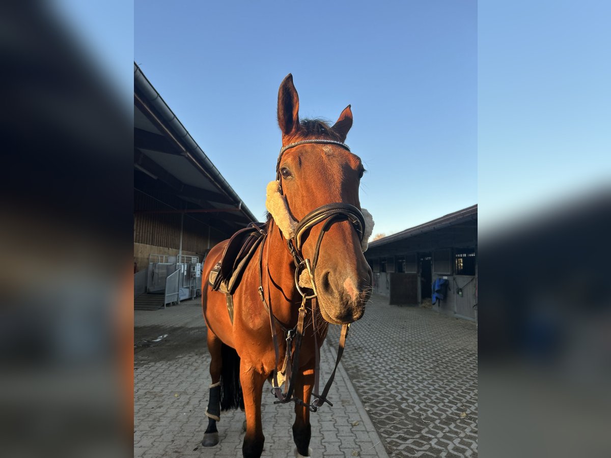 Tschechisches Warmblut Stute 12 Jahre 170 cm Brauner in Sauerlach