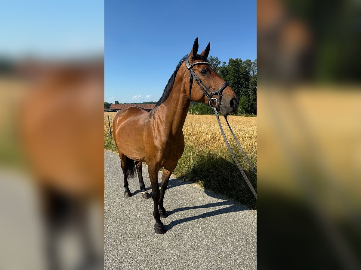 Tschechisches Warmblut Stute 13 Jahre 150 cm Brauner in Aurolzm&#xFC;nster