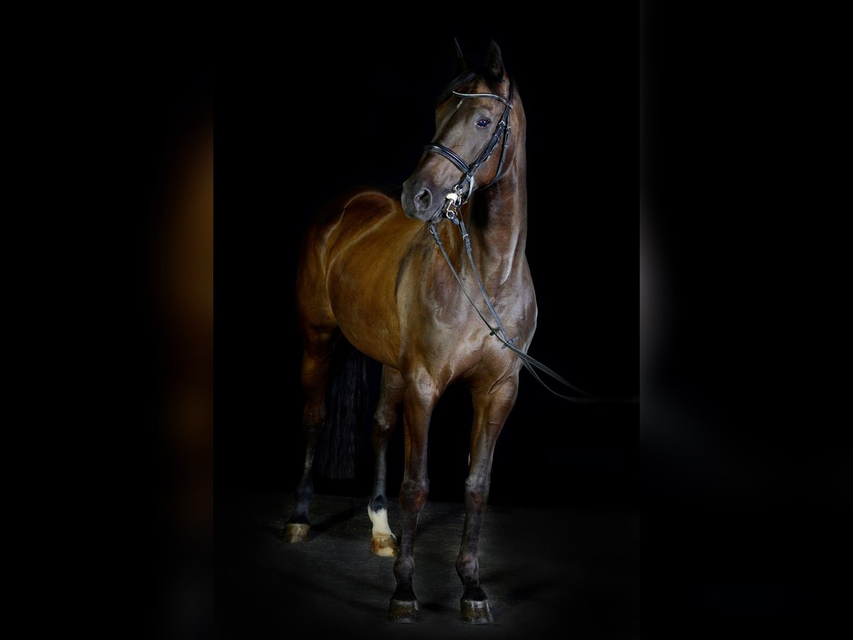 Tschechisches Warmblut Stute 13 Jahre 168 cm Schwarzbrauner in Singen