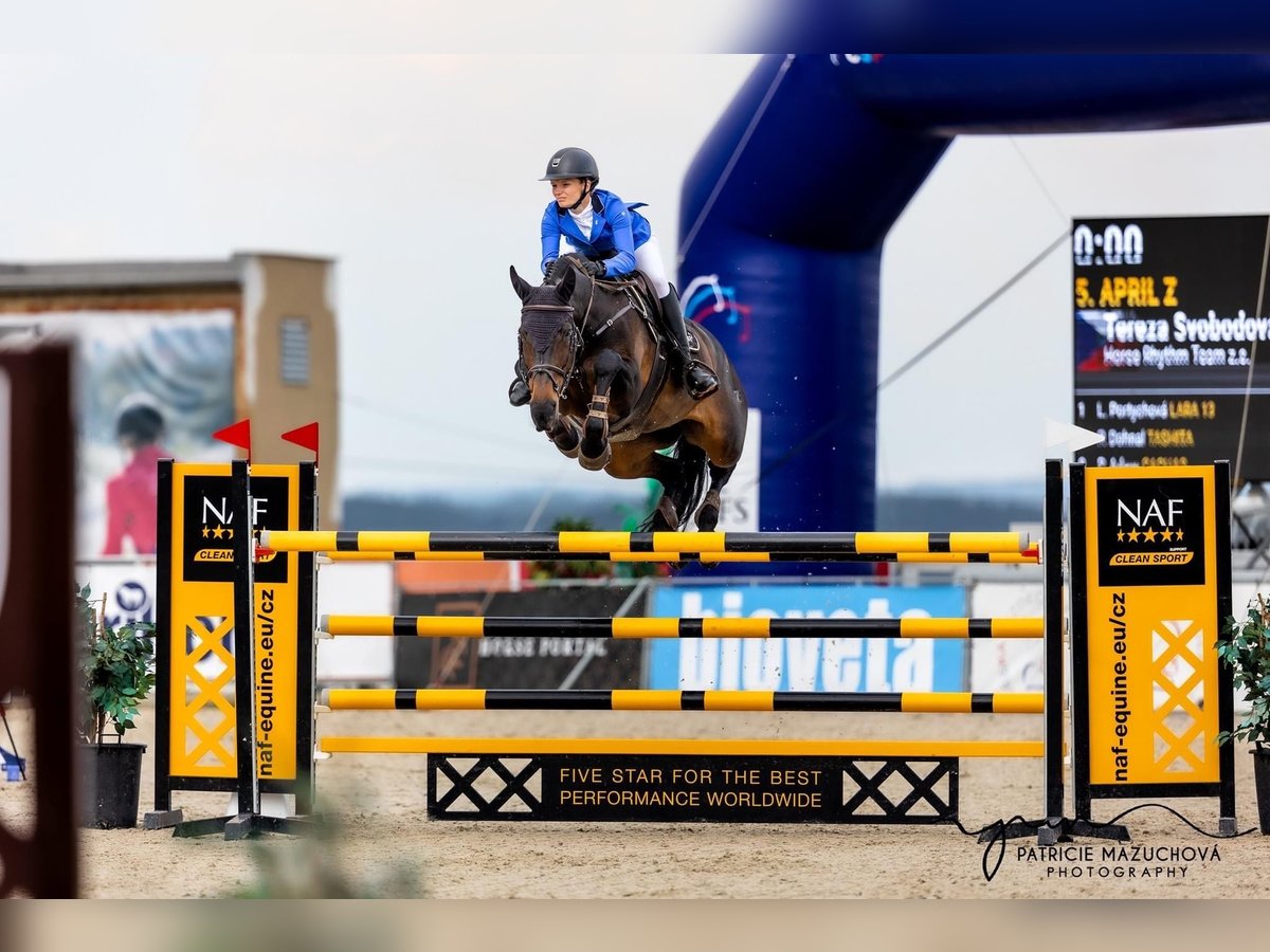 Tschechisches Warmblut Stute 13 Jahre 172 cm Dunkelbrauner in Prag