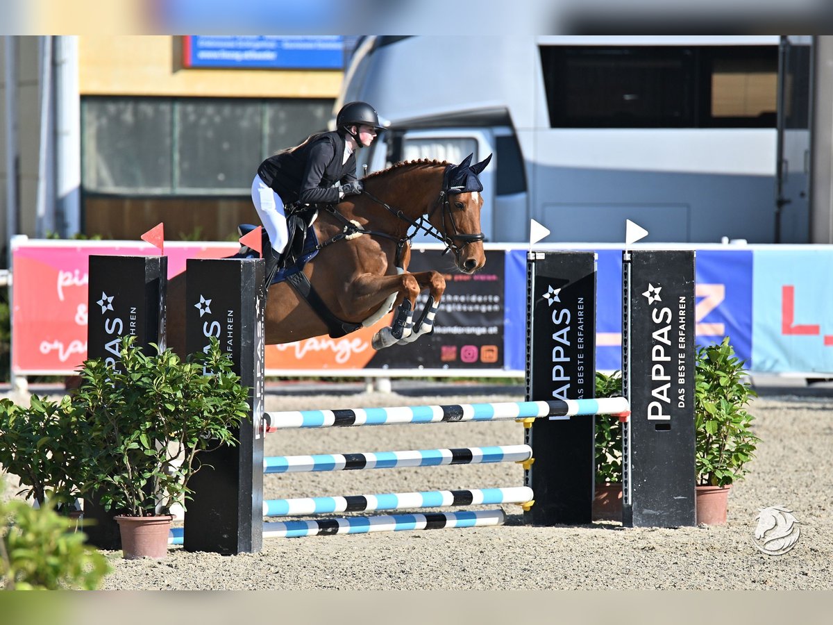 Tschechisches Warmblut Stute 14 Jahre 170 cm Fuchs in Kematen am Innbach