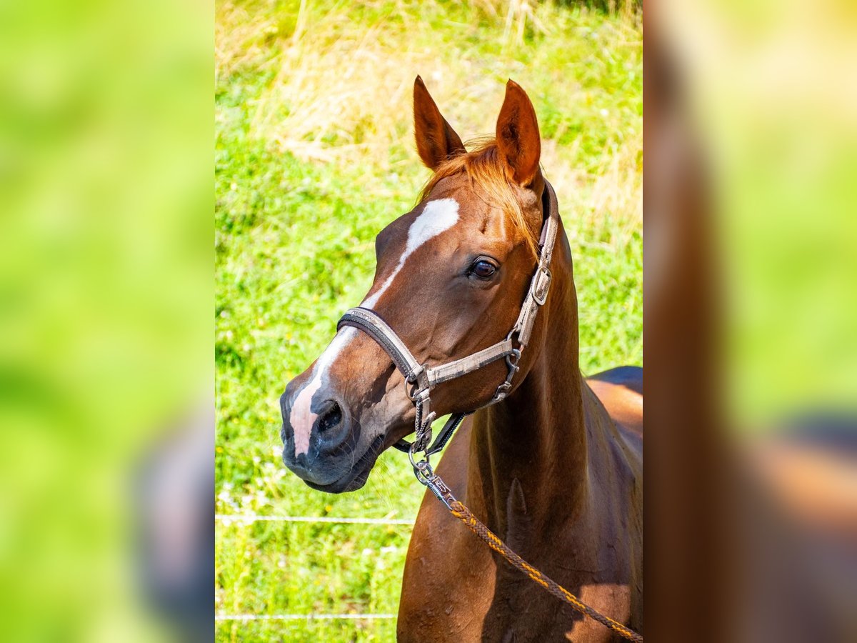 Tschechisches Warmblut Stute 17 Jahre 170 cm Fuchs in Gl&#xF6;dnitz