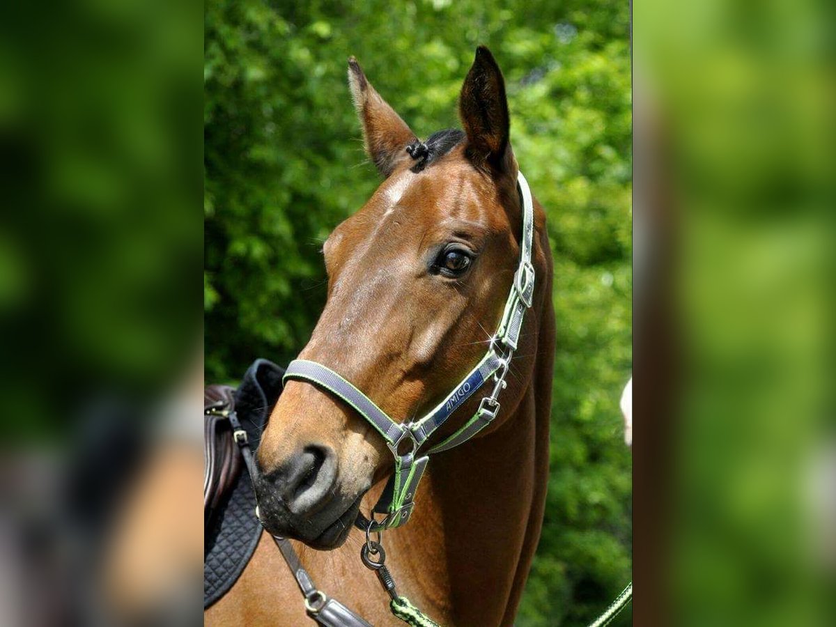 Tschechisches Warmblut Stute 23 Jahre 175 cm Brauner in Creglingen