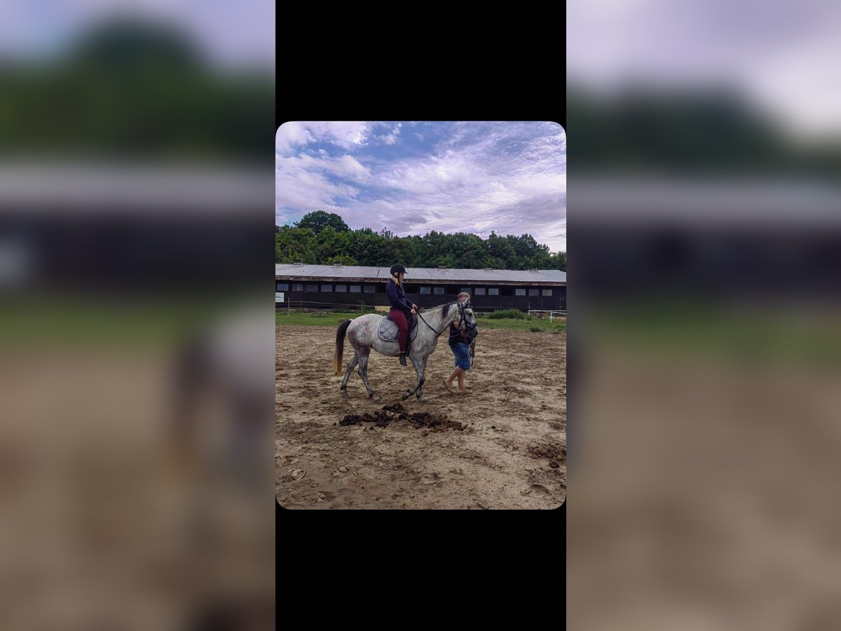 Tschechisches Warmblut Stute 3 Jahre 150 cm Schimmel in Dresden