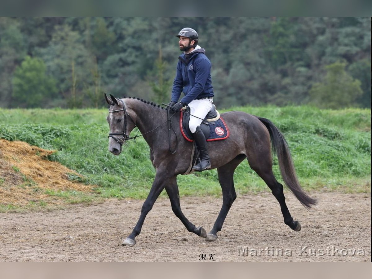 Tschechisches Warmblut Stute 3 Jahre 169 cm Overo-alle-Farben in Prague