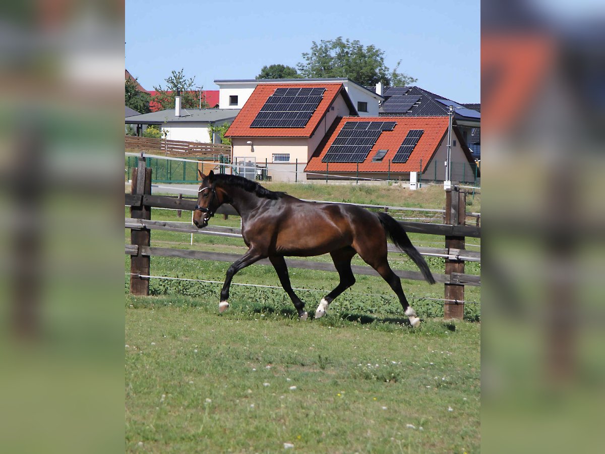 Tschechisches Warmblut Stute 5 Jahre 167 cm Dunkelbrauner in Brno
