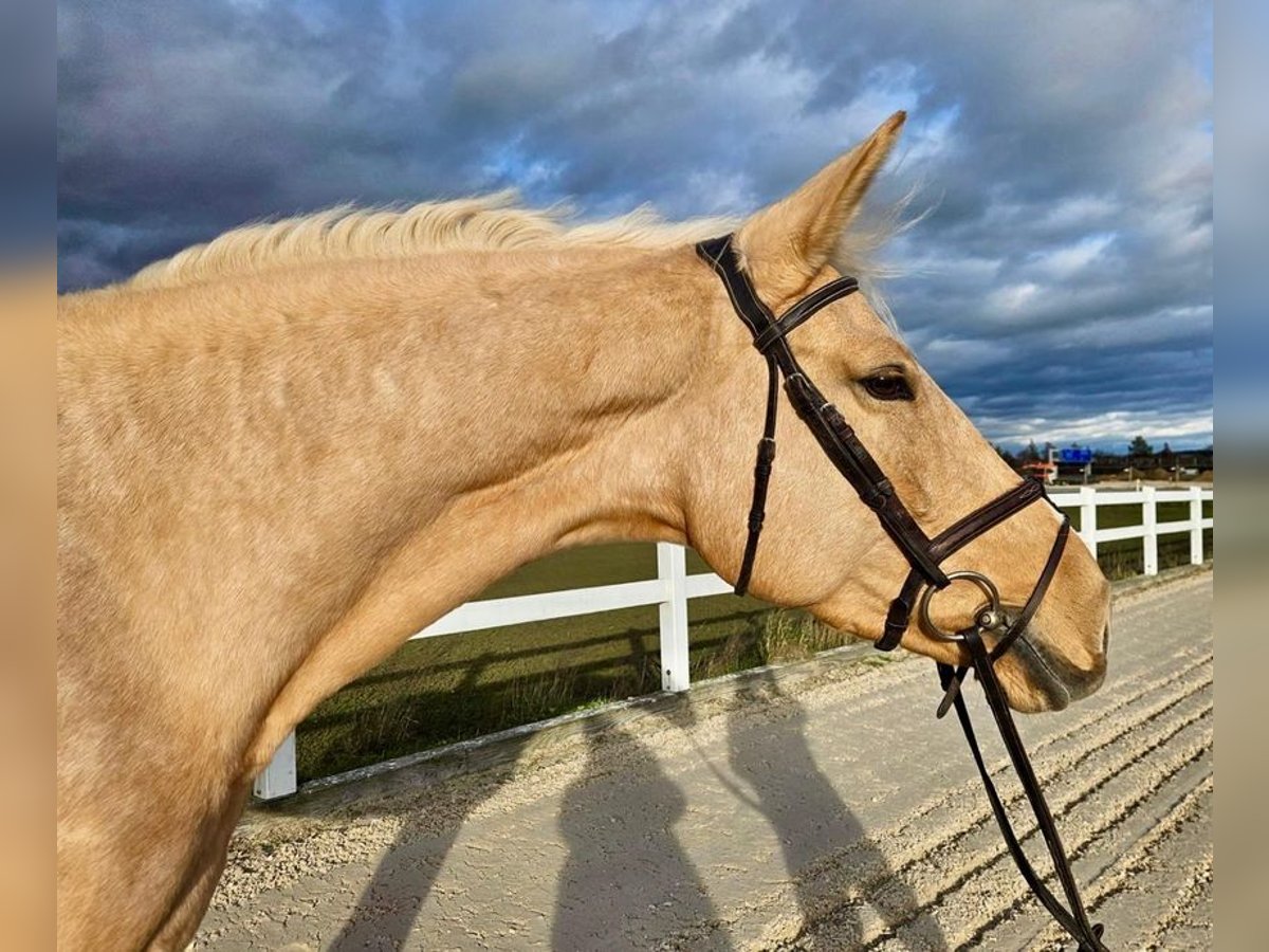 Tschechisches Warmblut Stute 6 Jahre 167 cm Palomino in Allershausen