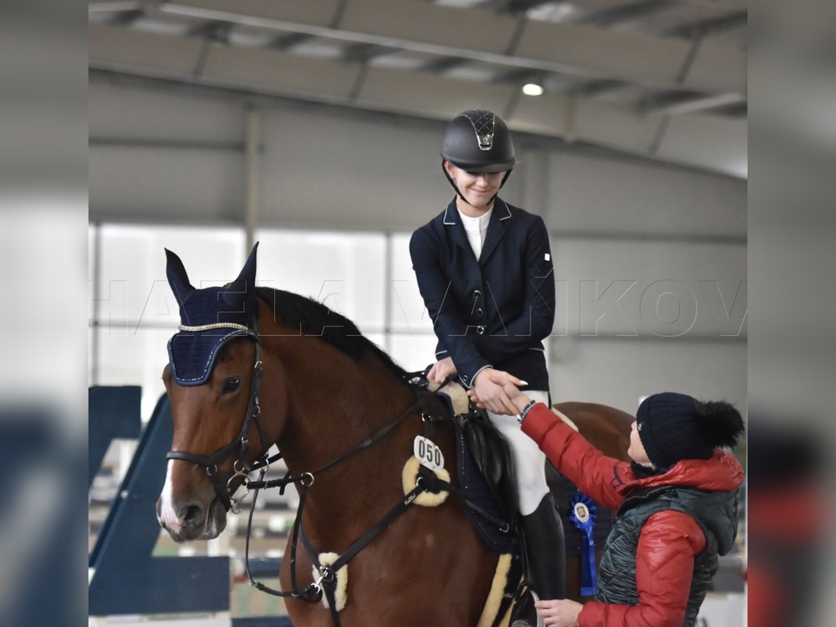 Tschechisches Warmblut Stute 6 Jahre 173 cm Brauner in Brno