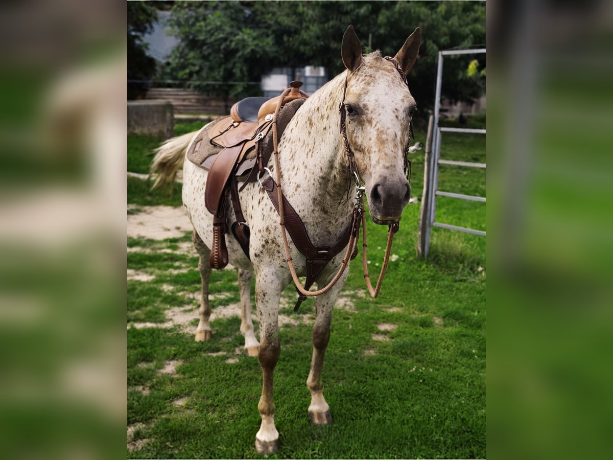 Tschechisches Warmblut Stute 6 Jahre Tigerschecke in Bezd&#x11B;z