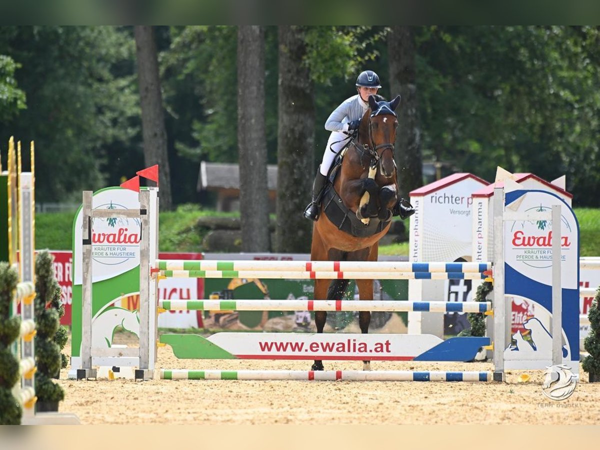 Tschechisches Warmblut Stute 7 Jahre 169 cm Brauner in Loiching