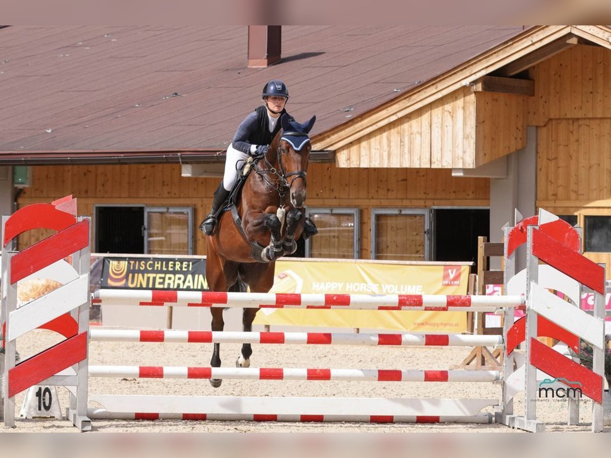 Tschechisches Warmblut Stute 7 Jahre 169 cm Brauner in Loiching