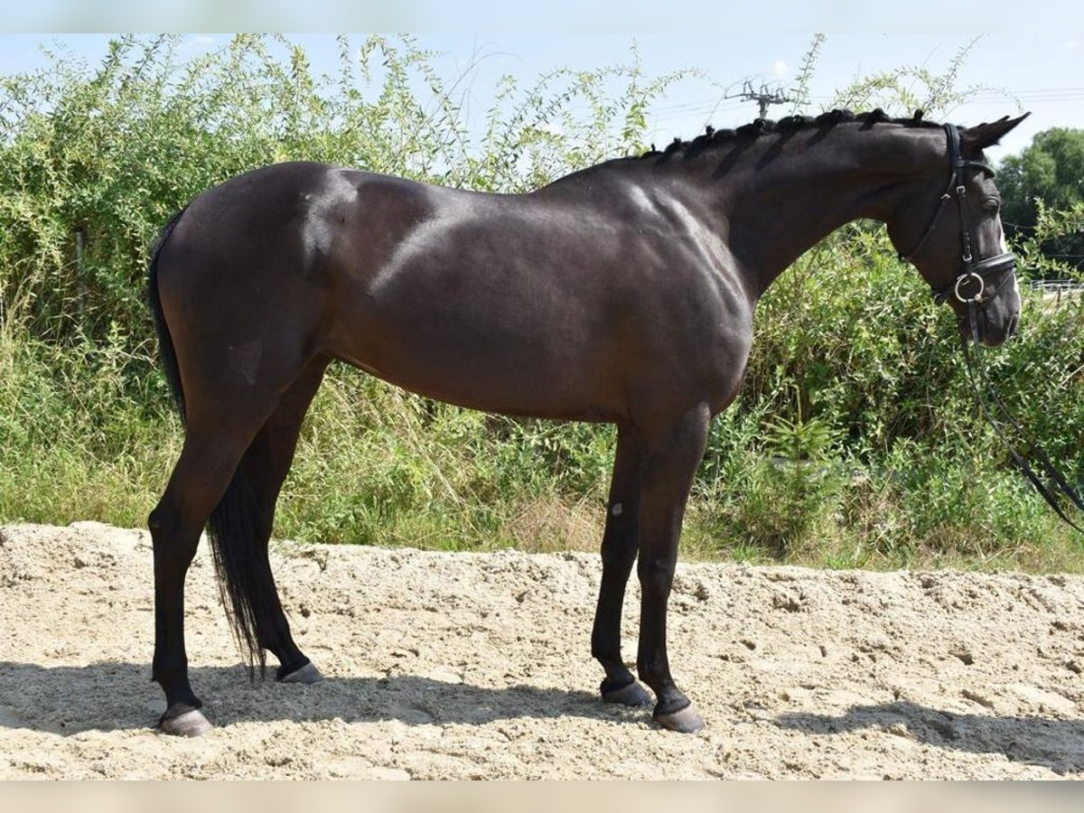 Tschechisches Warmblut Stute 7 Jahre 169 cm Rappe in Allershausen