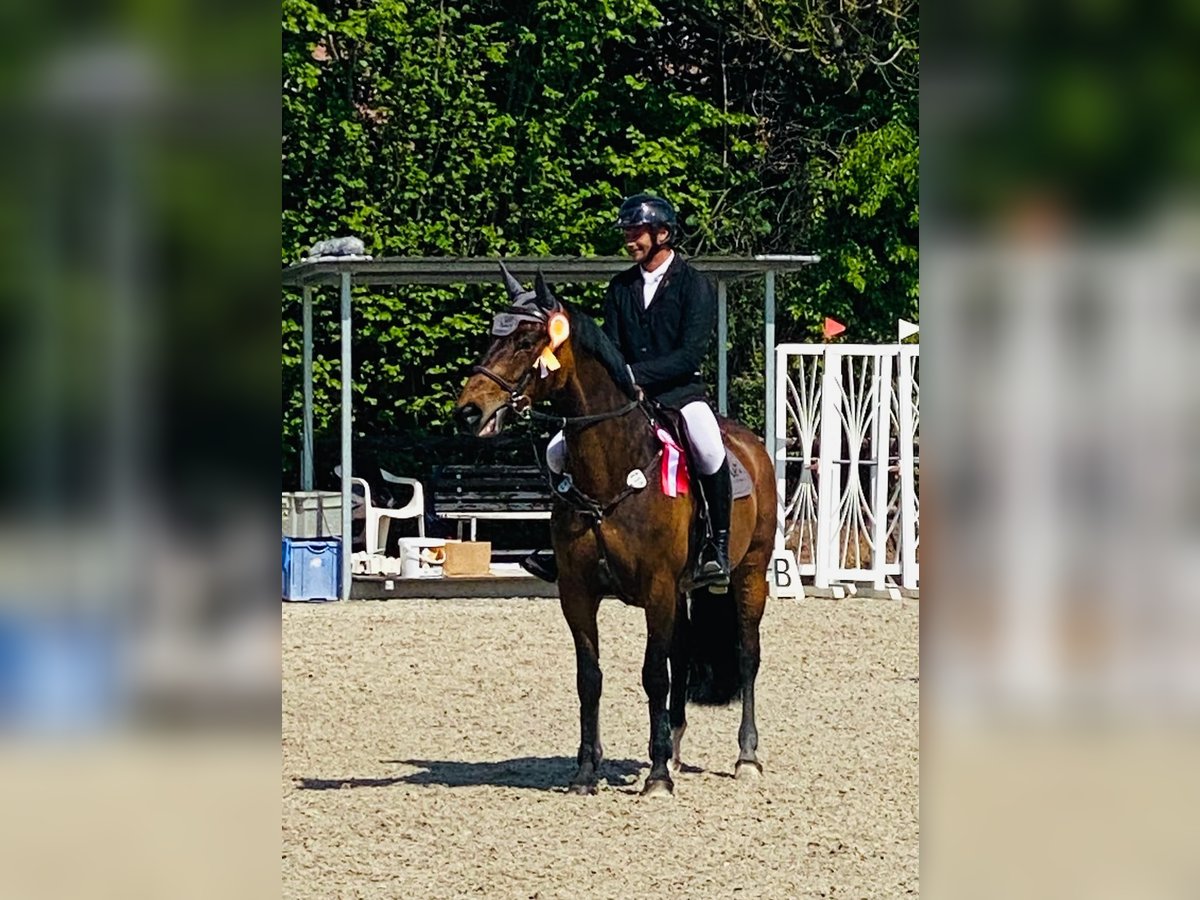 Tschechisches Warmblut, Stute in Tiefenthal