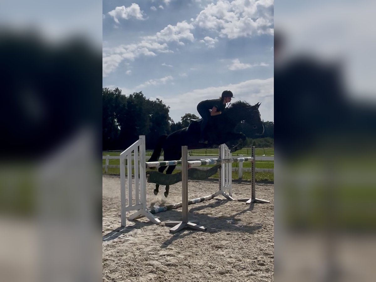 Tschechisches Warmblut Stute 8 Jahre 168 cm Rappe in Salzburg