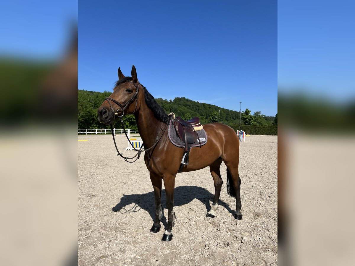 Tschechisches Warmblut Stute 8 Jahre 170 cm Brauner in Talheim Tschechisches Warmblut Stute 8 Jahre 170 cm Brauner in Talheim