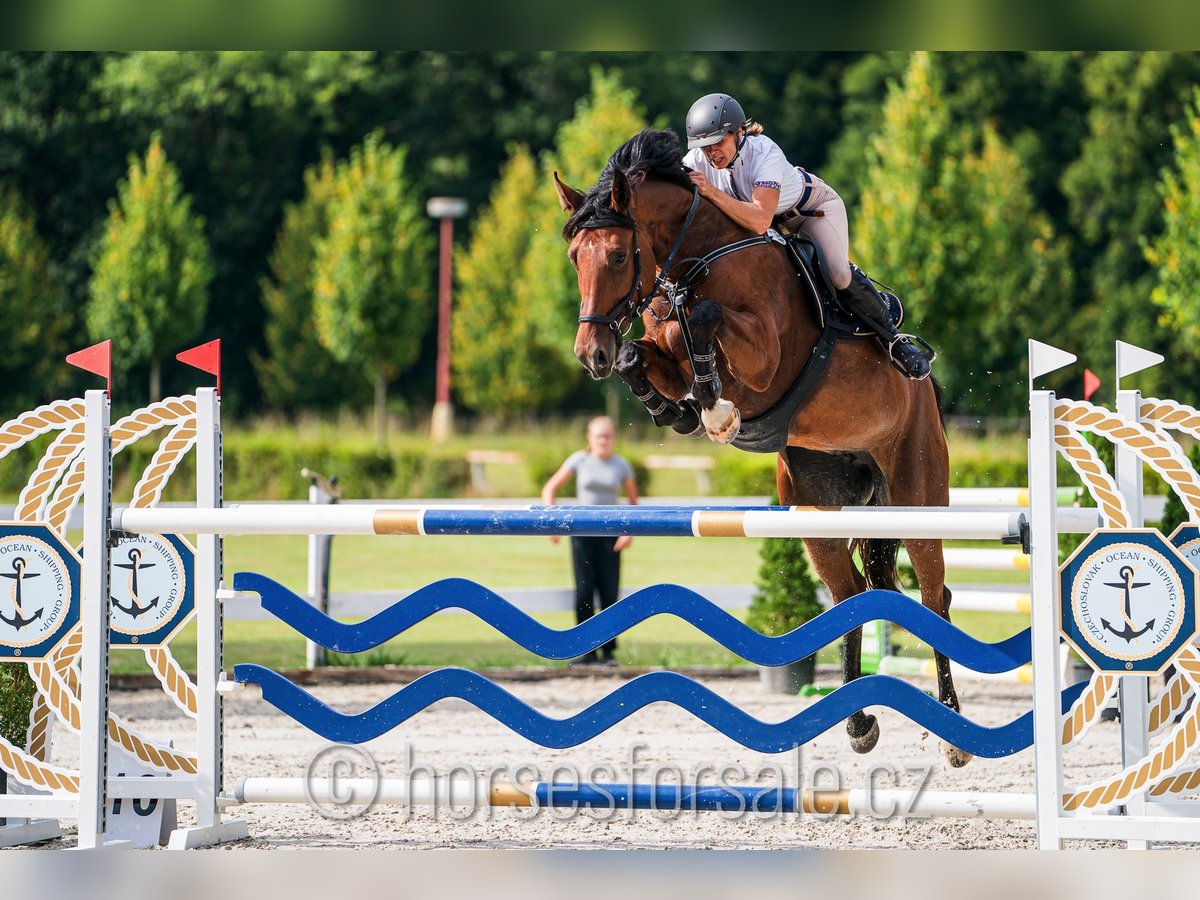 Tschechisches Warmblut Stute 8 Jahre 174 cm Brauner in Prag