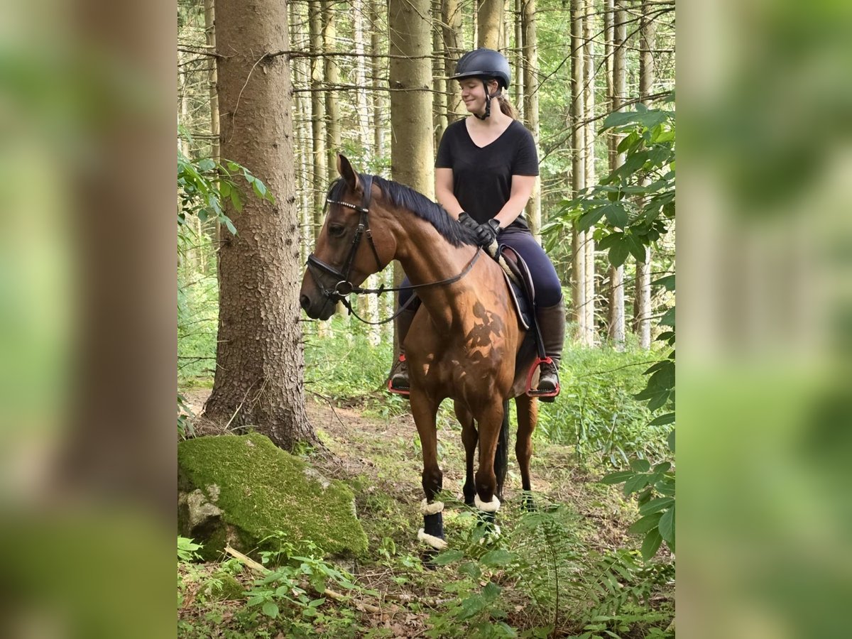 Tschechisches Warmblut Stute 9 Jahre 158 cm Brauner in Pelmberg