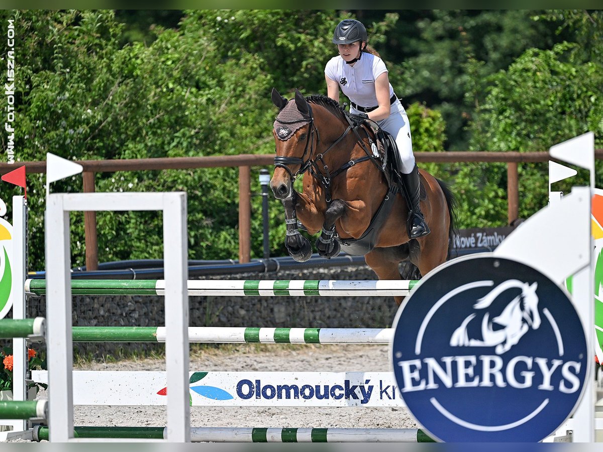 Tschechisches Warmblut Wallach 10 Jahre 158 cm Brauner in Ostrava