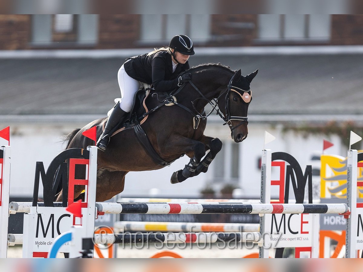 Tschechisches Warmblut Wallach 10 Jahre 167 cm Brauner in Roudnice nad Labem