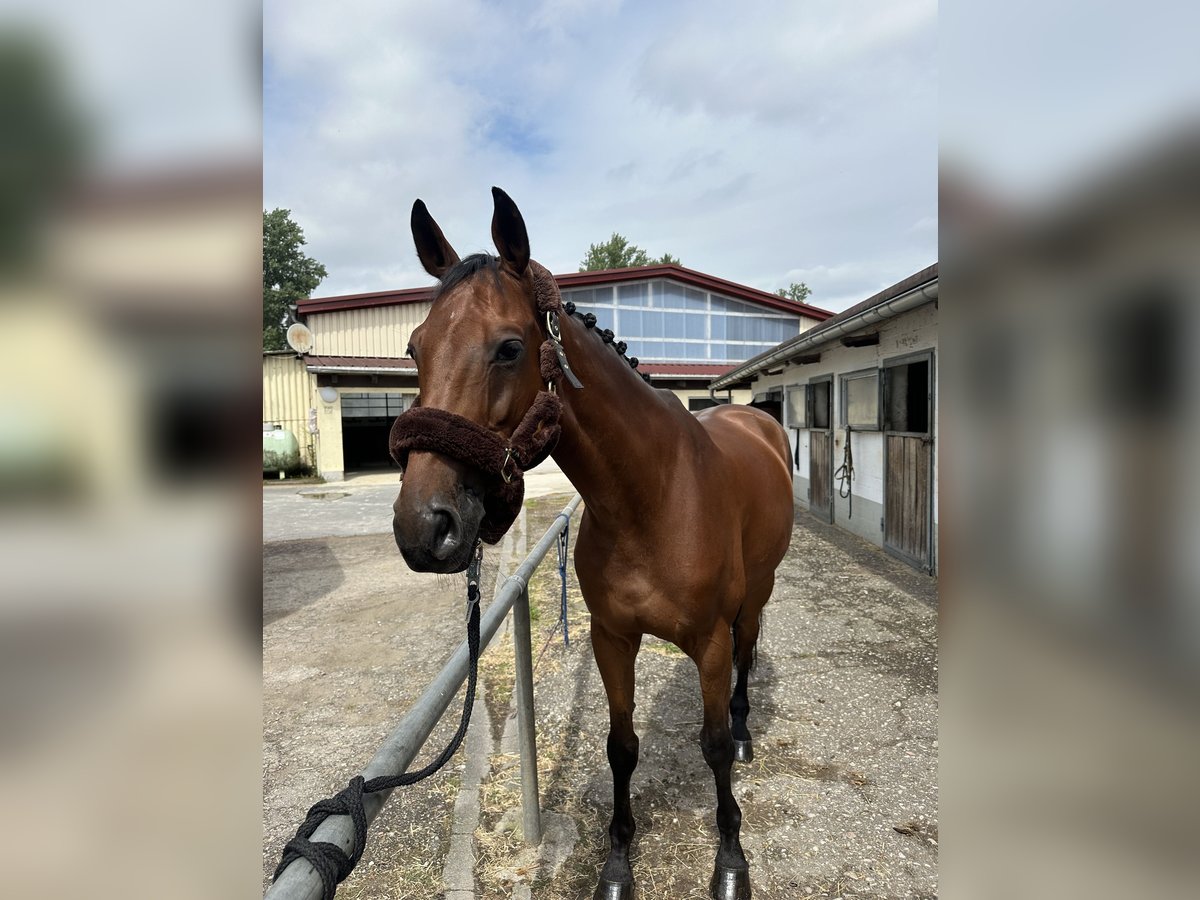 Tschechisches Warmblut Wallach 10 Jahre 167 cm Brauner in Walldorf Tschechisches Warmblut Wallach 10 Jahre 167 cm Brauner in Walldorf