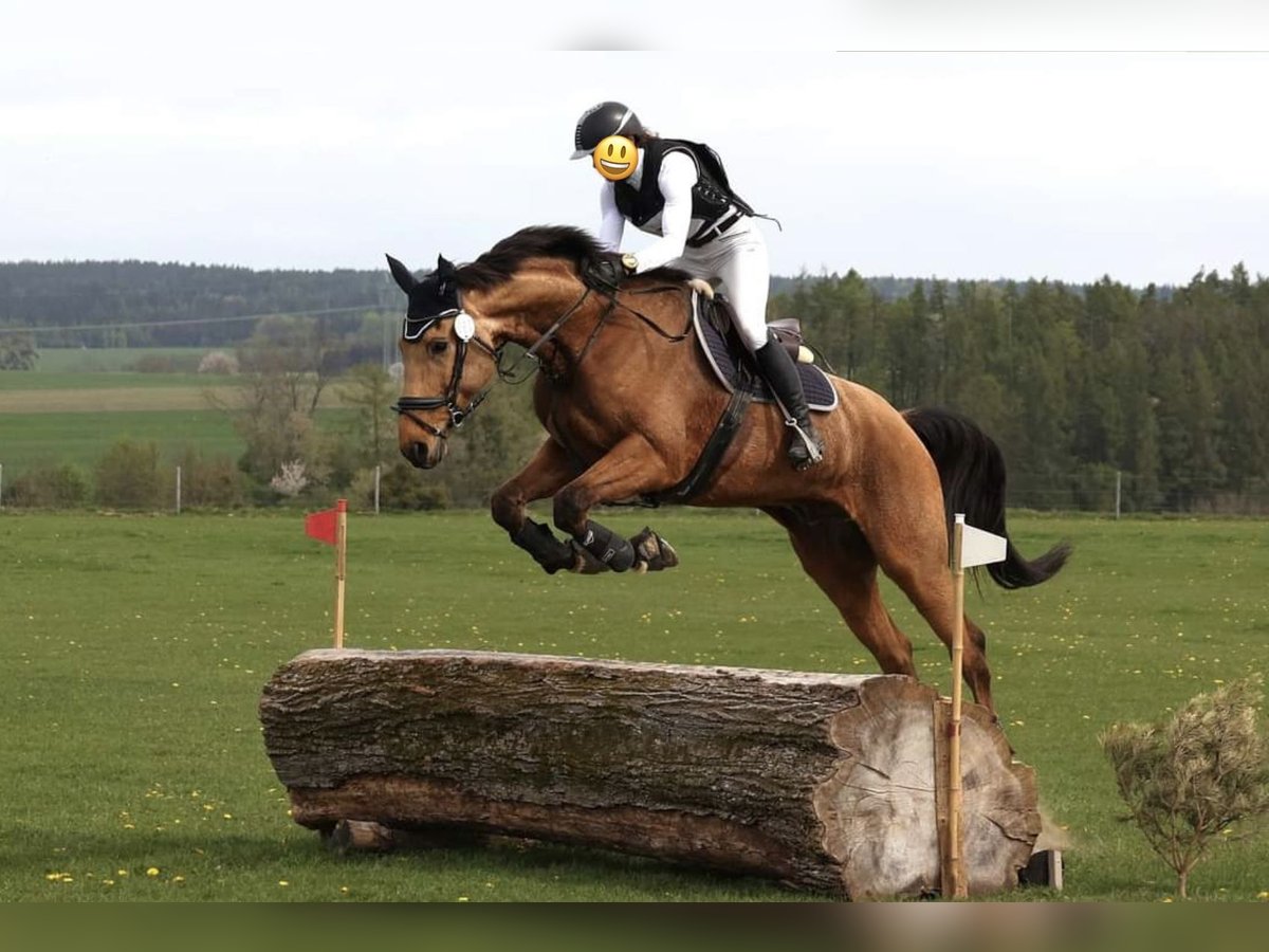 Tschechisches Warmblut Wallach 11 Jahre 170 cm Buckskin in Schlins