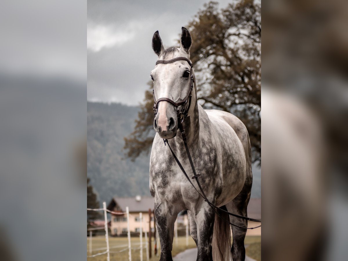 Tschechisches Warmblut Wallach 12 Jahre 167 cm Blauschimmel in Georgenberg