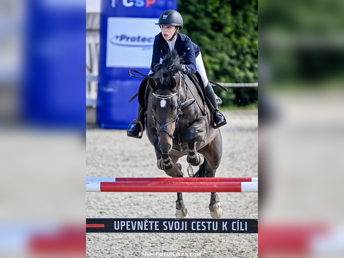 Tschechisches Warmblut Wallach 12 Jahre 170 cm Dunkelbrauner in Olomouc