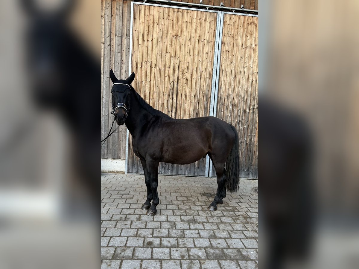 Tschechisches Warmblut Wallach 13 Jahre 154 cm Schwarzbrauner in Aßling Tschechisches Warmblut Wallach 13 Jahre 154 cm Schwarzbrauner in Aßling
