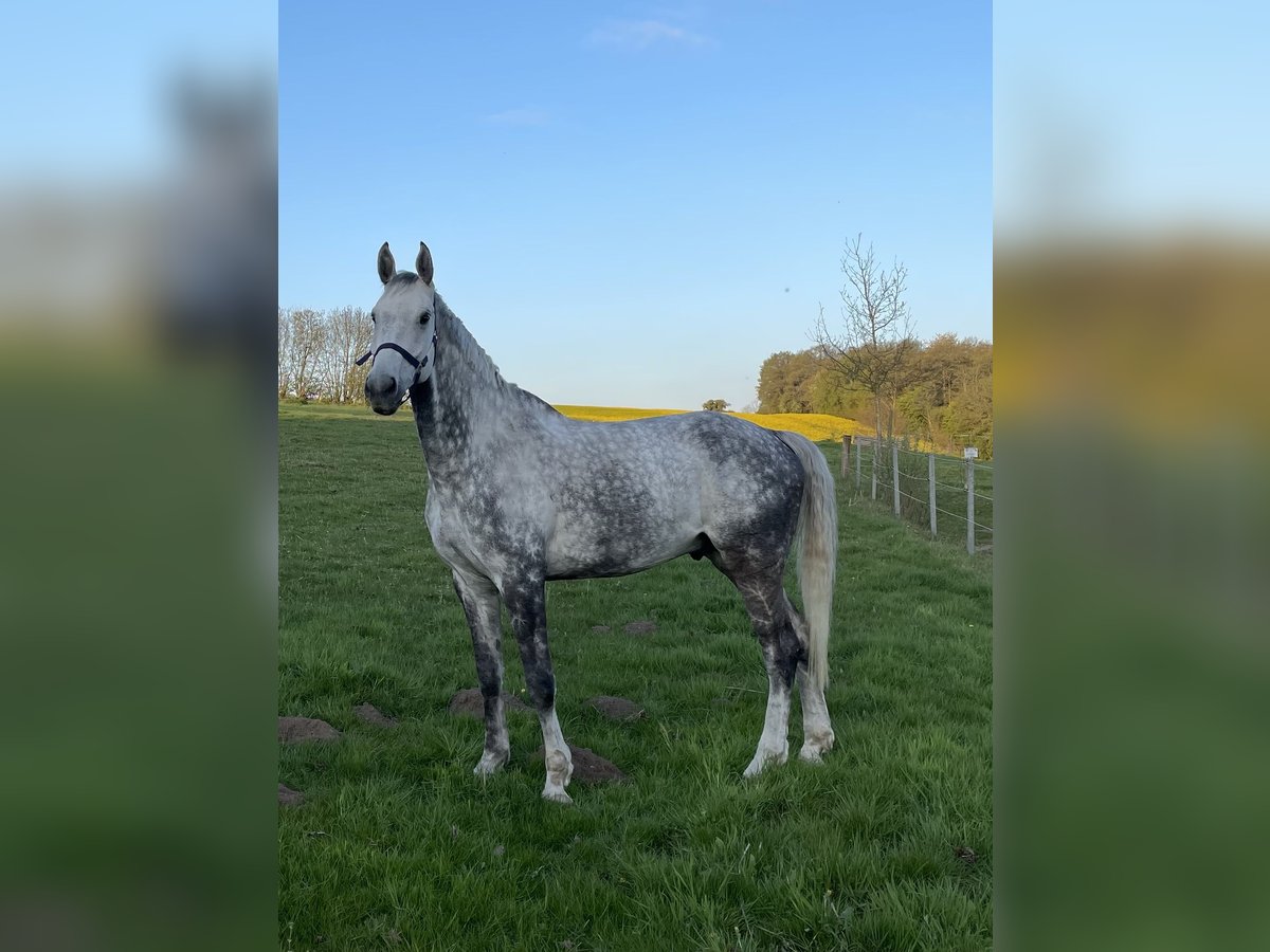 Tschechisches Warmblut Wallach 13 Jahre 172 cm Apfelschimmel in PostfeldPreetz