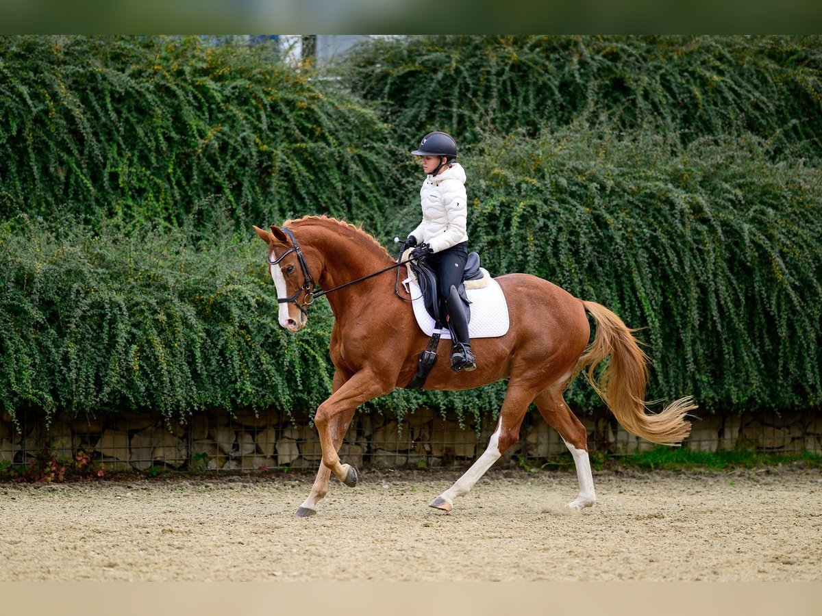 Tschechisches Warmblut Wallach 14 Jahre 167 cm Dunkelfuchs in Krom&#x11B;&#x159;&#xED;&#x17E;