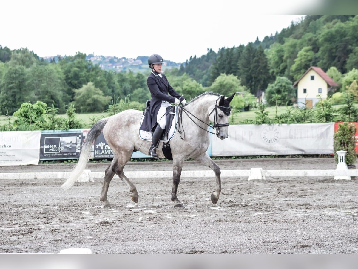 Tschechisches Warmblut Wallach 15 Jahre 164 cm Rotschimmel in Wei&#xDF;kirchen