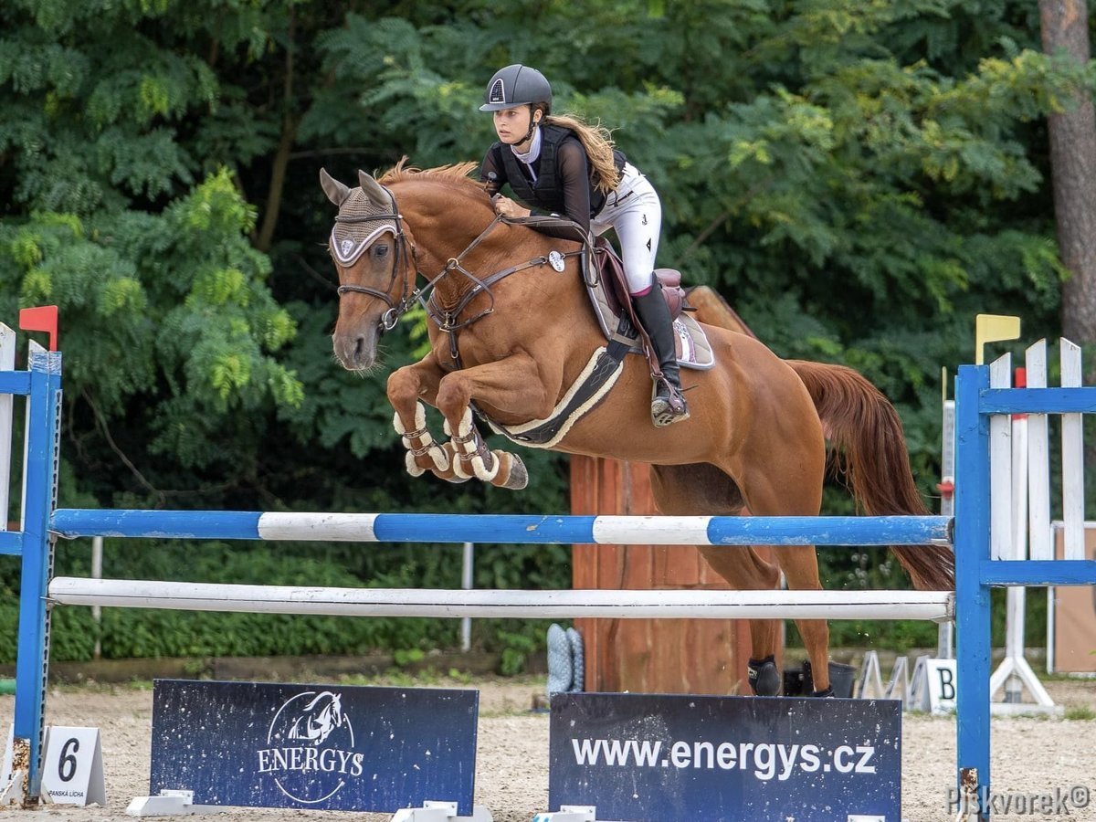 Tschechisches Warmblut Wallach 15 Jahre Dunkelfuchs in Stařeč